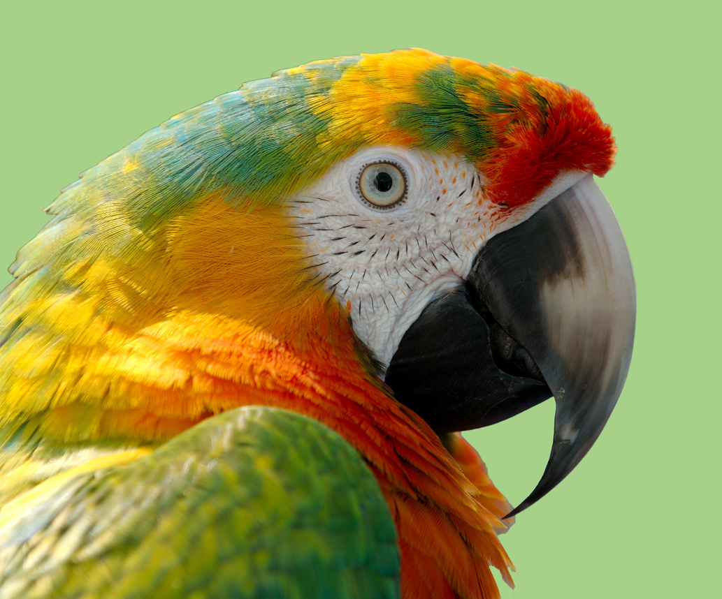 Macaw Bird Face